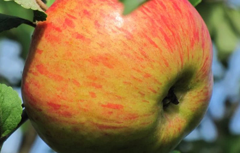 Медуница на Пулков Сад