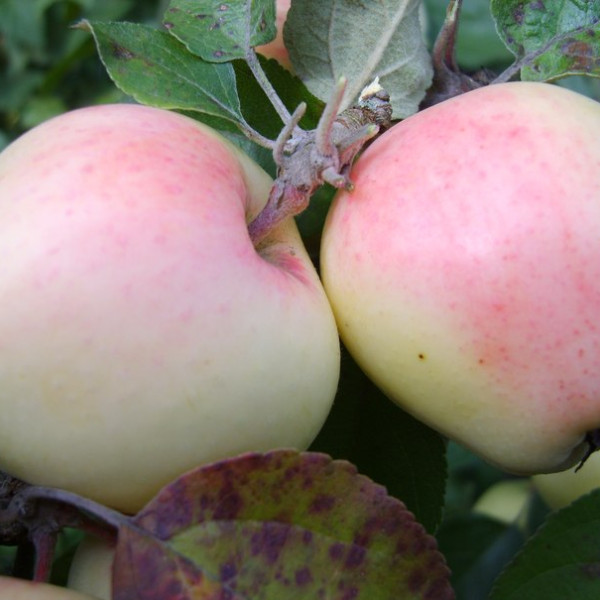 Рижский голубок