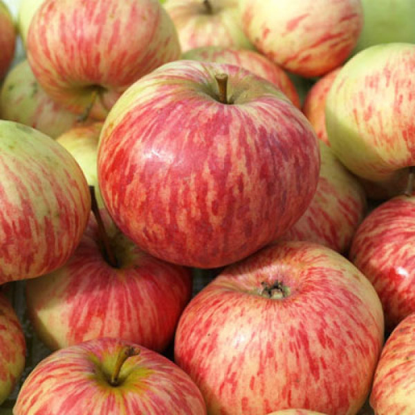 Коричное полосатое