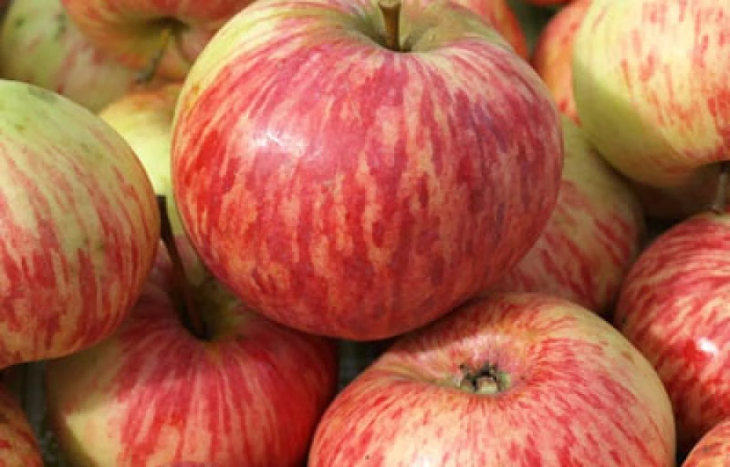 Коричное полосатое на Пулков Сад