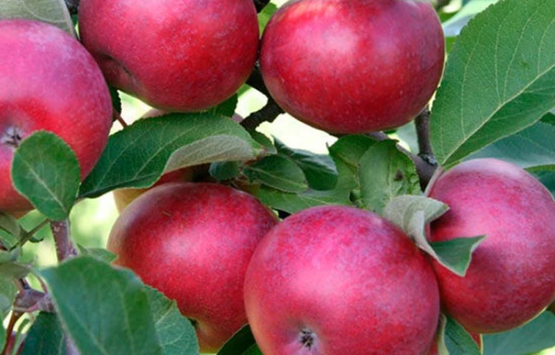 Лобо на Пулков Сад