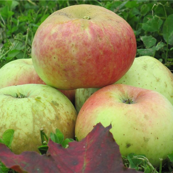 Ренет Черненко