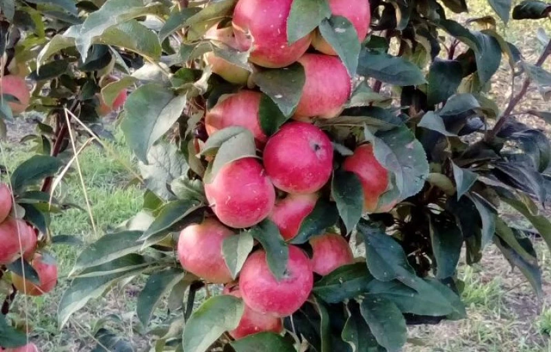 Васюган на Пулков Сад