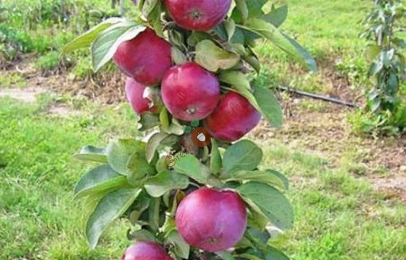 Джин на Пулков Сад