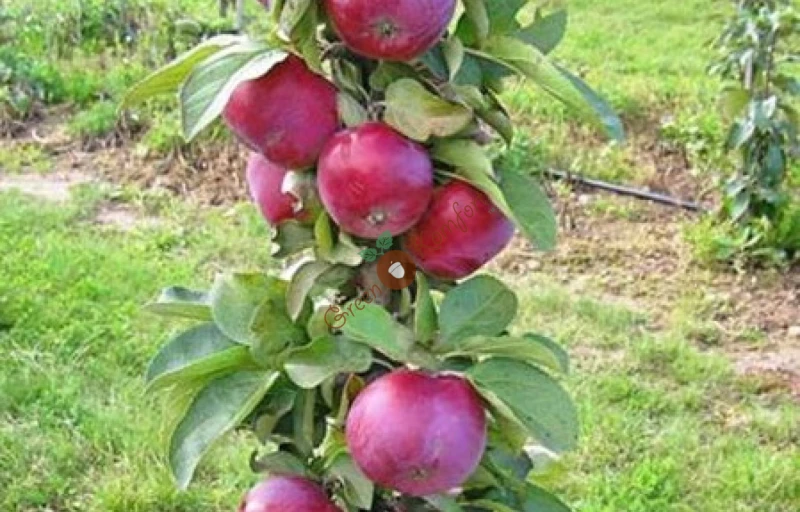 Джин на Пулков Сад