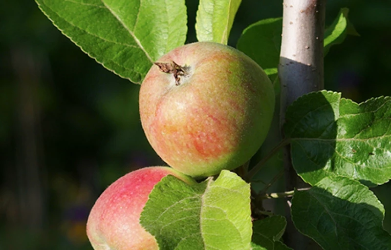 Валюта на Пулков Сад