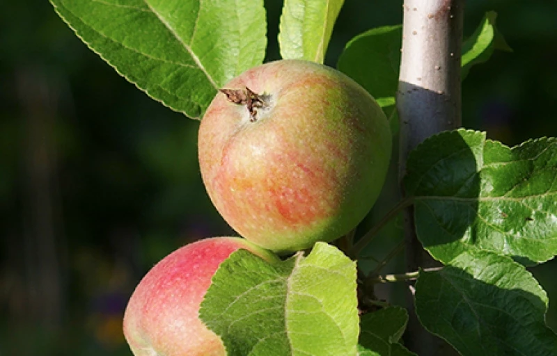 Валюта на Пулков Сад