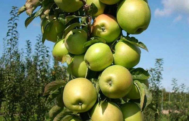 Президент на Пулков Сад