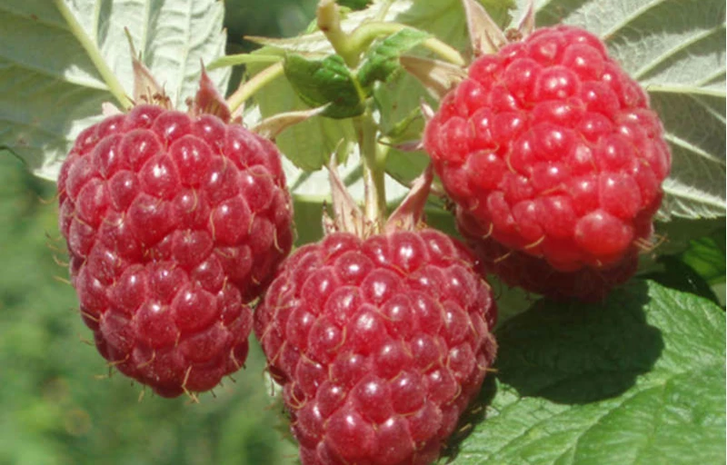 Бальзам на Пулков Сад