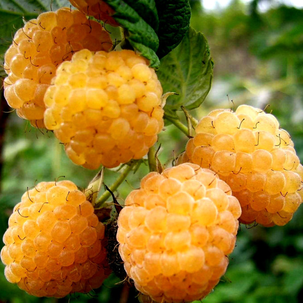 Жёлтый гигант