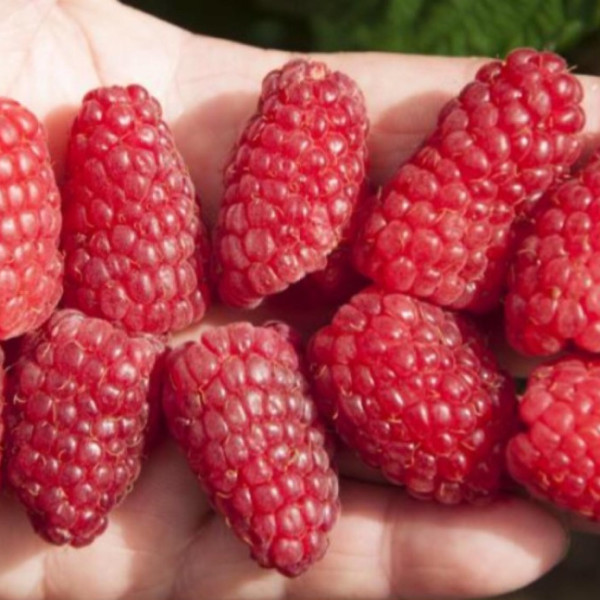 Брянское диво