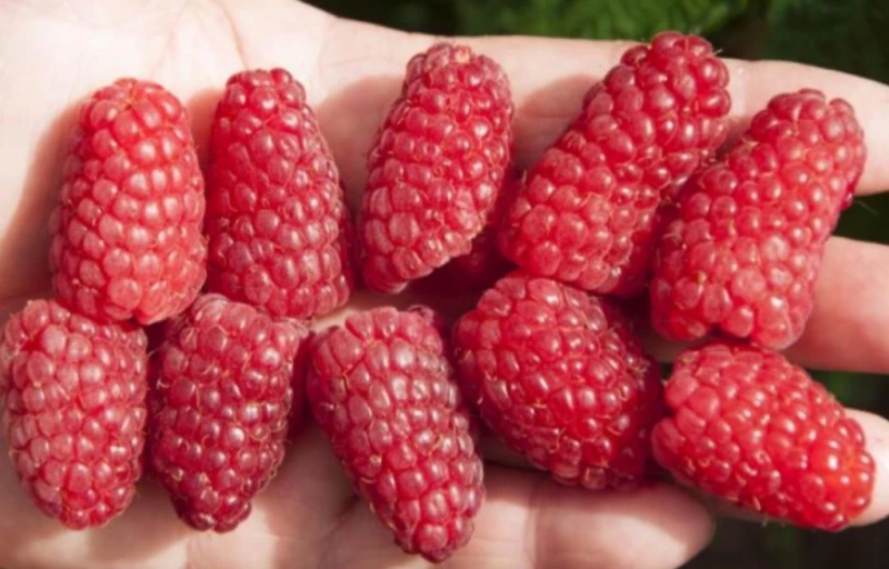 Брянское диво на Пулков Сад