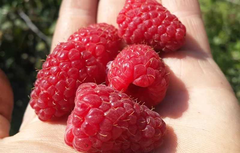 Геракл на Пулков Сад