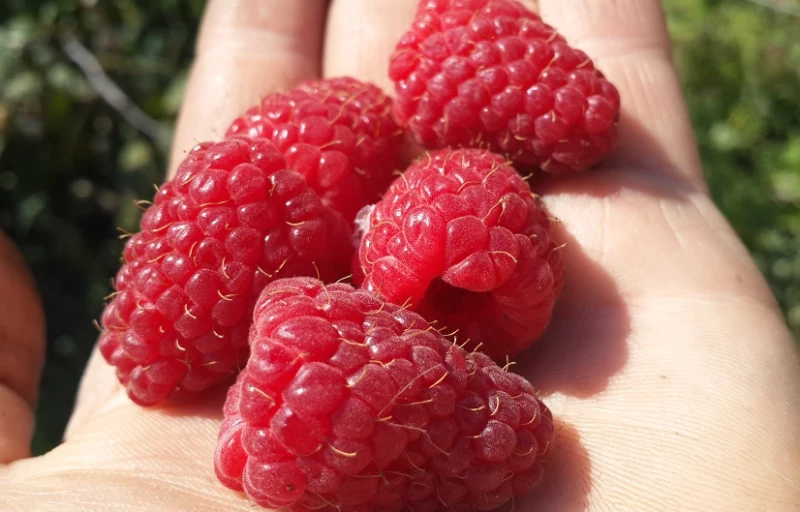 Геракл на Пулков Сад