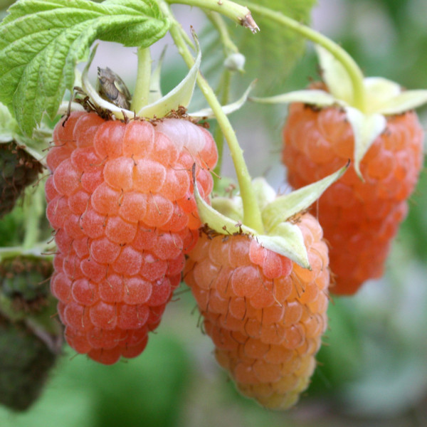 Оранжевое чудо