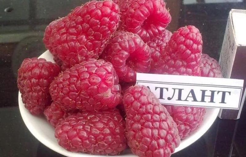 Атлант на Пулков Сад