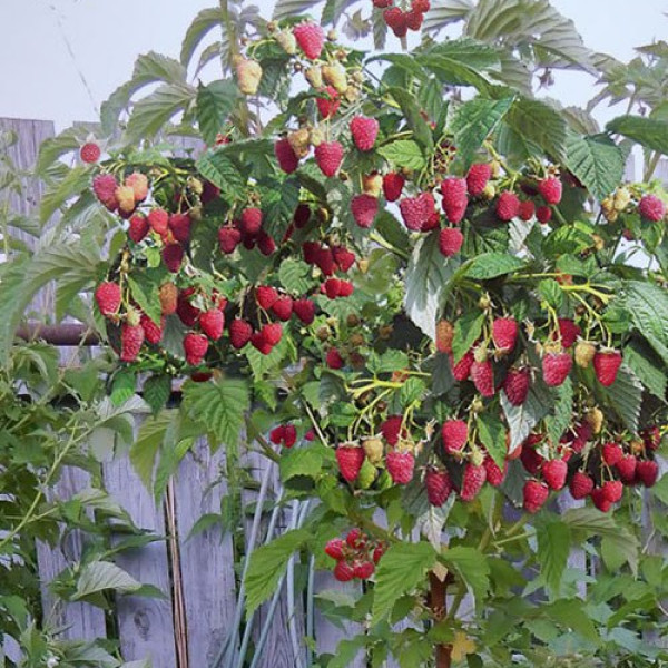 Таруса (малиновое дерево)