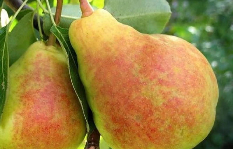 Лада на Пулков Сад