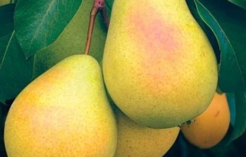 Чижовская на Пулков Сад