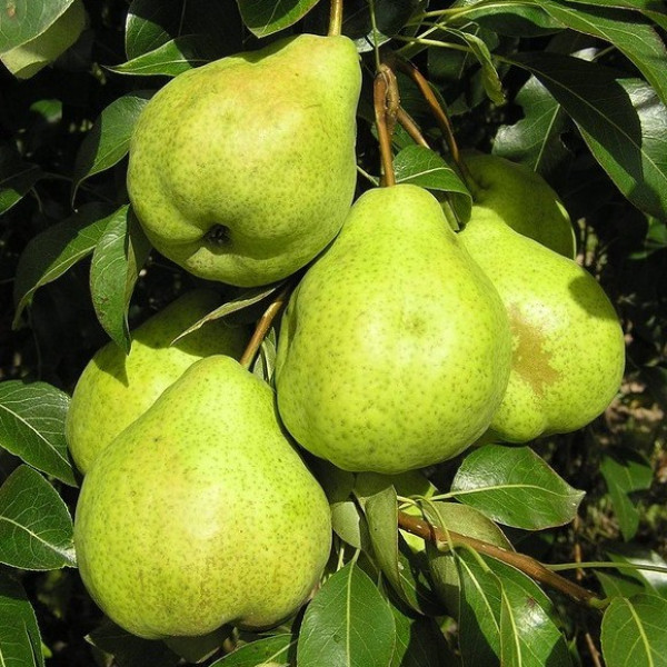 Августовская роса