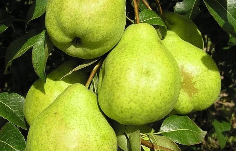 Августовская роса на Пулков Сад