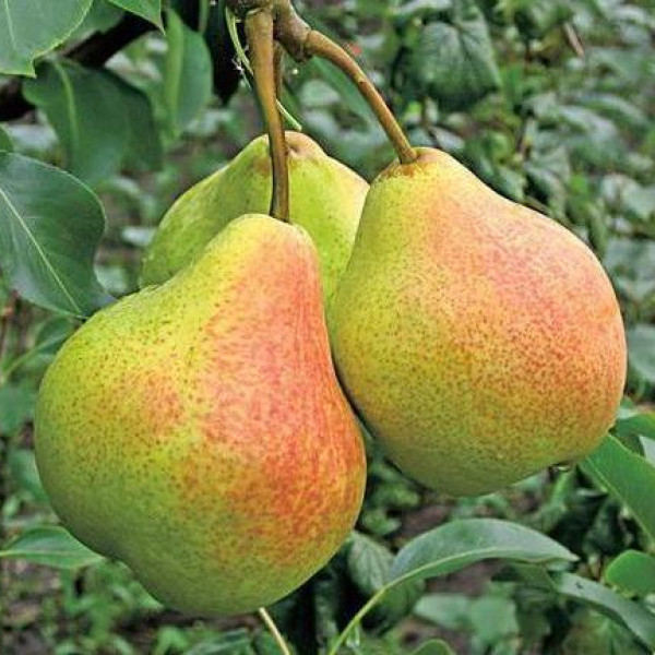 Памяти Яковлева