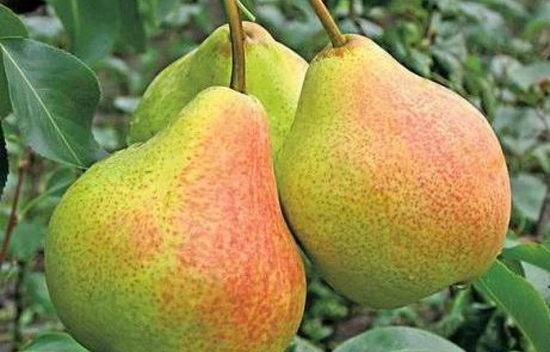 Памяти Яковлева на Пулков Сад