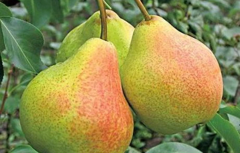 Памяти Яковлева на Пулков Сад