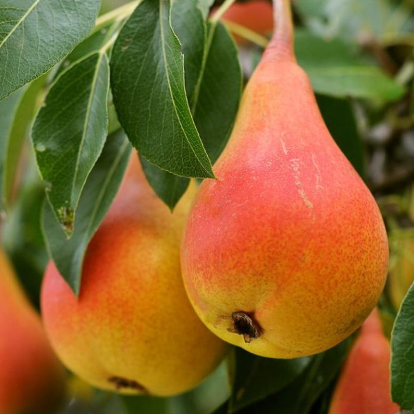 Нарядная Ефимова