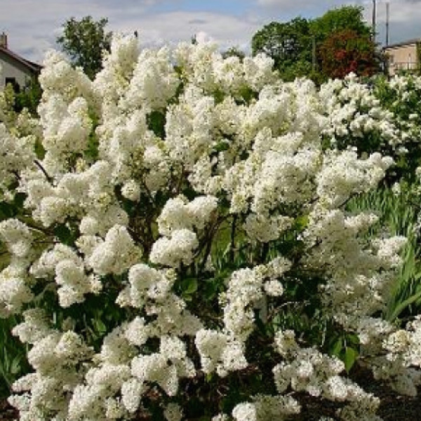 Маленький Принц