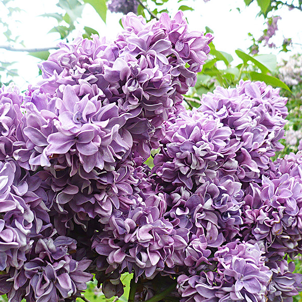 Салават Юлаев