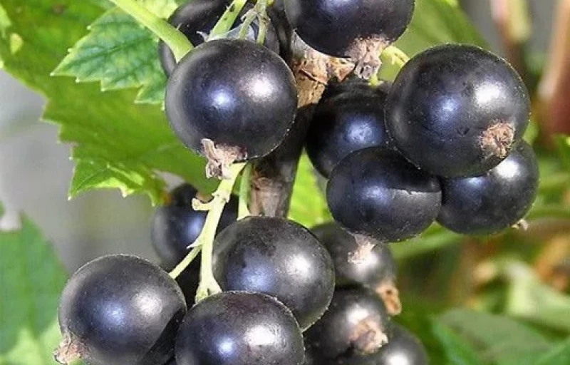 Вологда на Пулков Сад