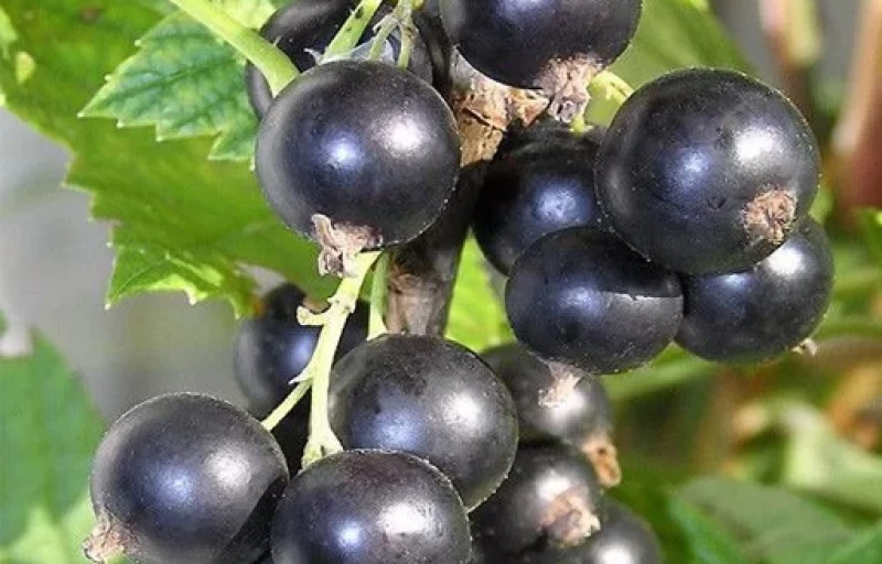 Вологда на Пулков Сад