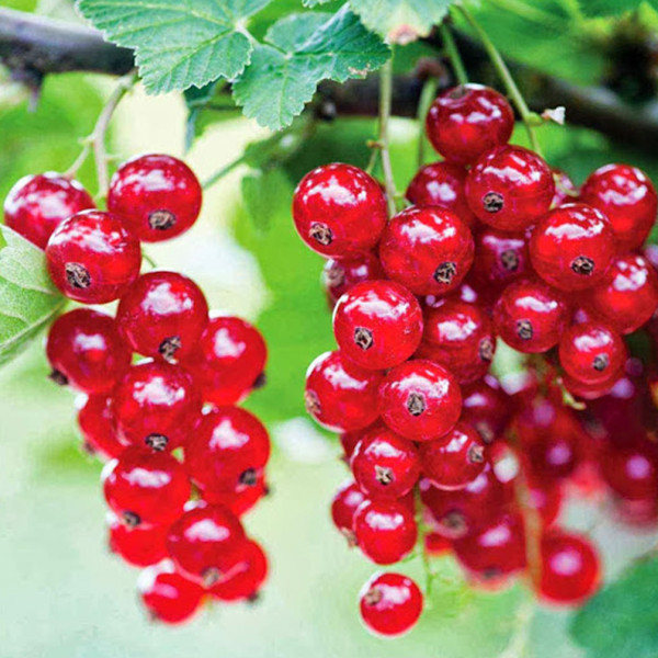 Джонкер Ван Тетс