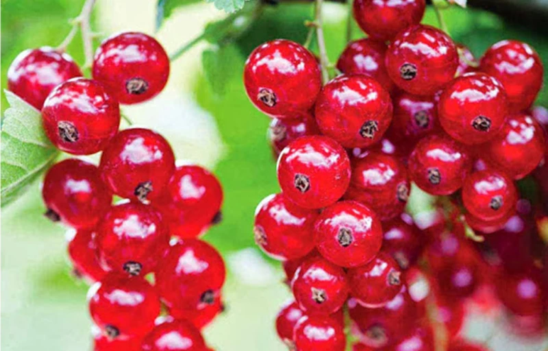 Джонкер Ван Тетс на Пулков Сад