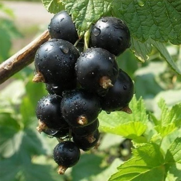 Зеленая дымка