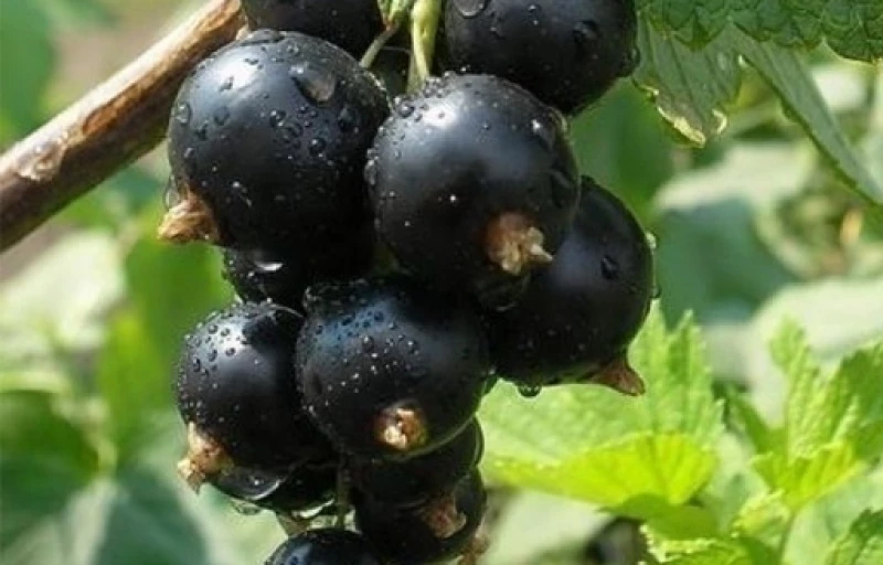 Зеленая дымка на Пулков Сад