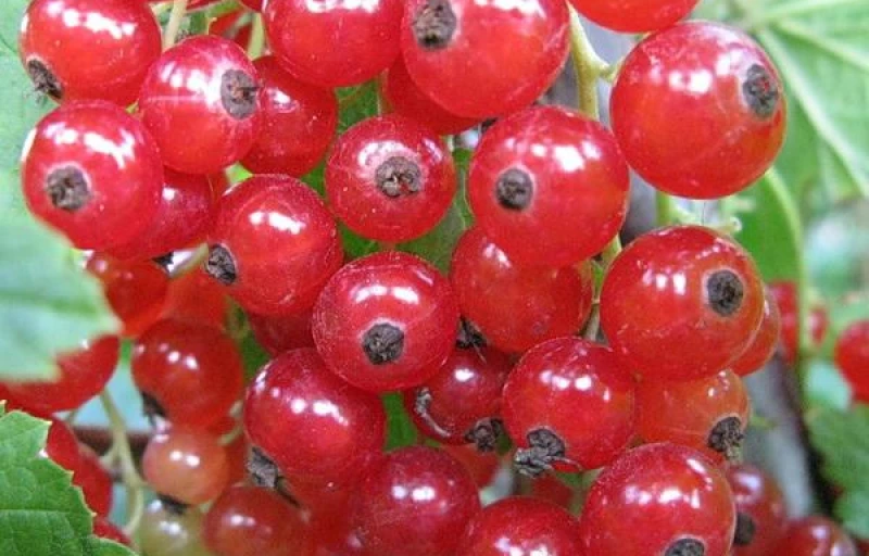 Сахарная на Пулков Сад