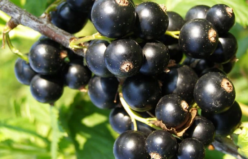 Багира на Пулков Сад