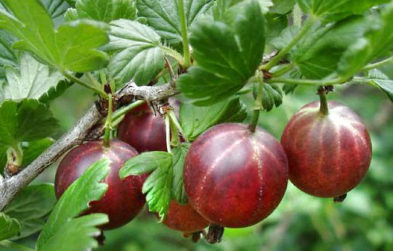 Мускатный на Пулков Сад