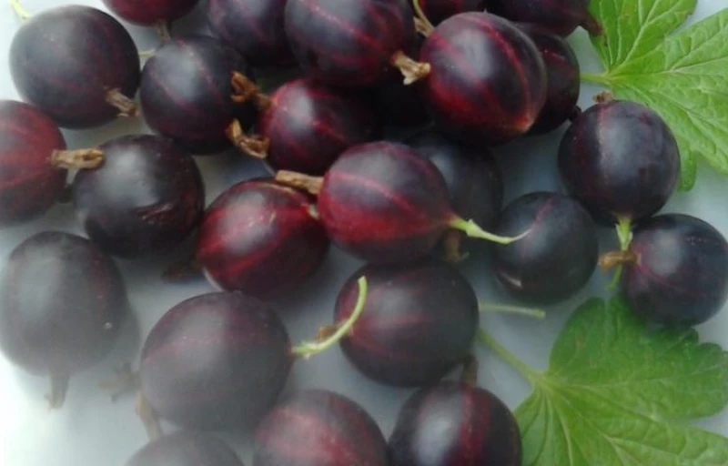 Командор на Пулков Сад