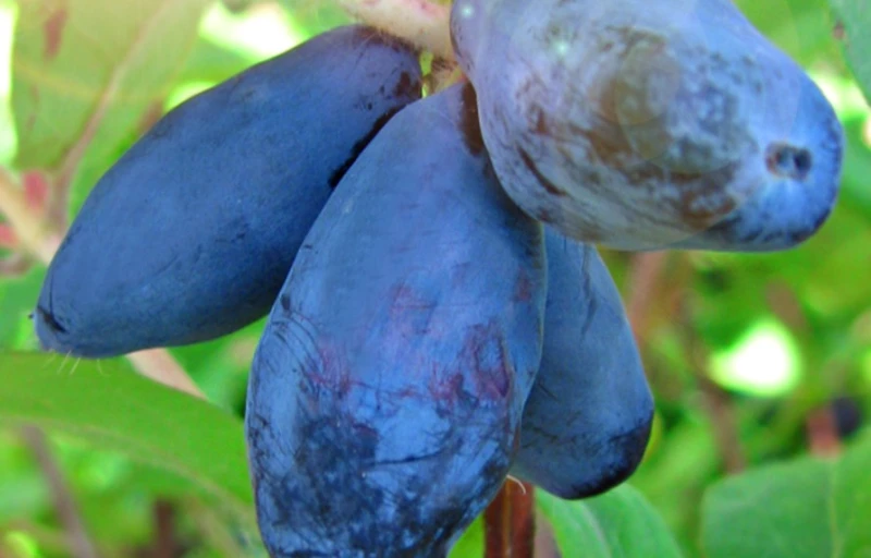 Сластёна на Пулков Сад