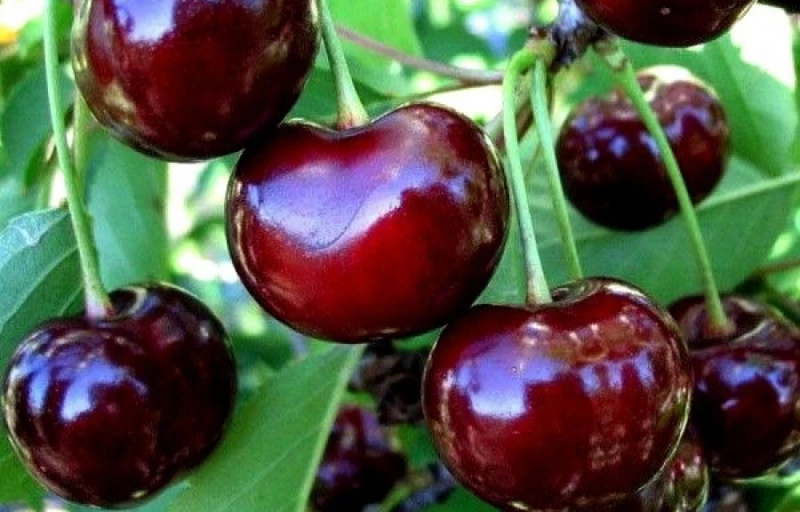 Молодёжная на Пулков Сад