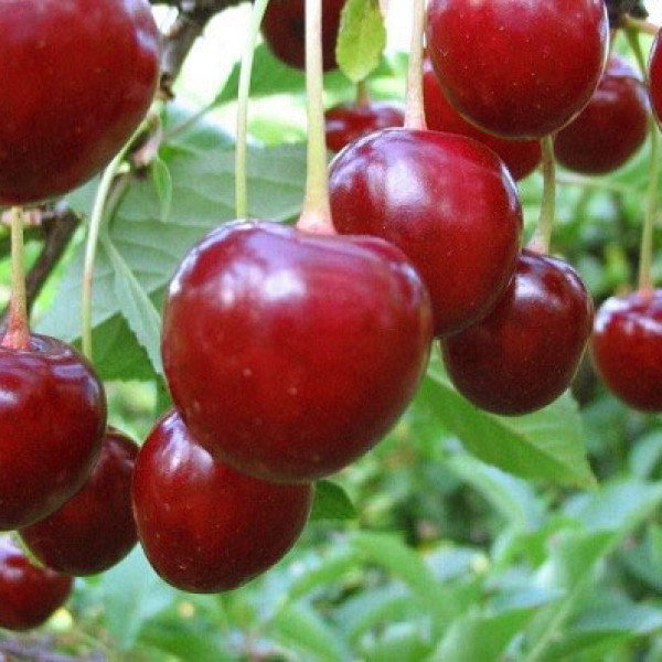 Тургеневская