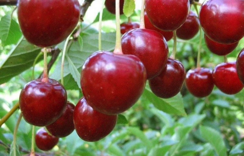 Тургеневская на Пулков Сад