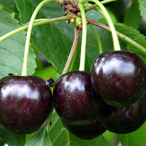 Шоколадница