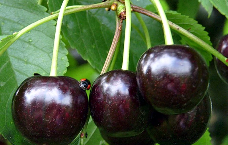 Шоколадница на Пулков Сад