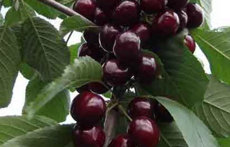 Ночка на Пулков Сад