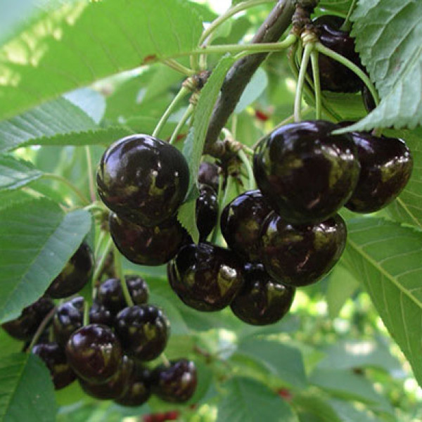 Ленинградская чёрная