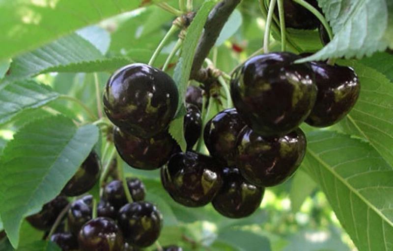 Ленинградская чёрная на Пулков Сад